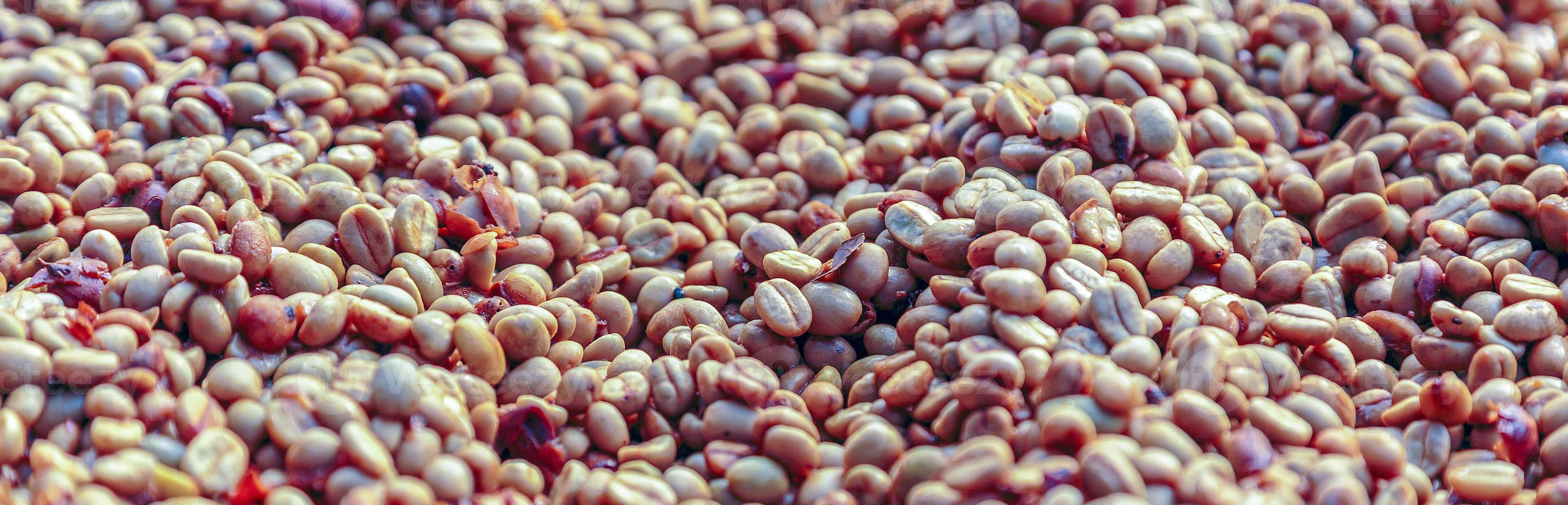 Close-up of Dried coffee beans. Fresh coffee beans with husks removed photo