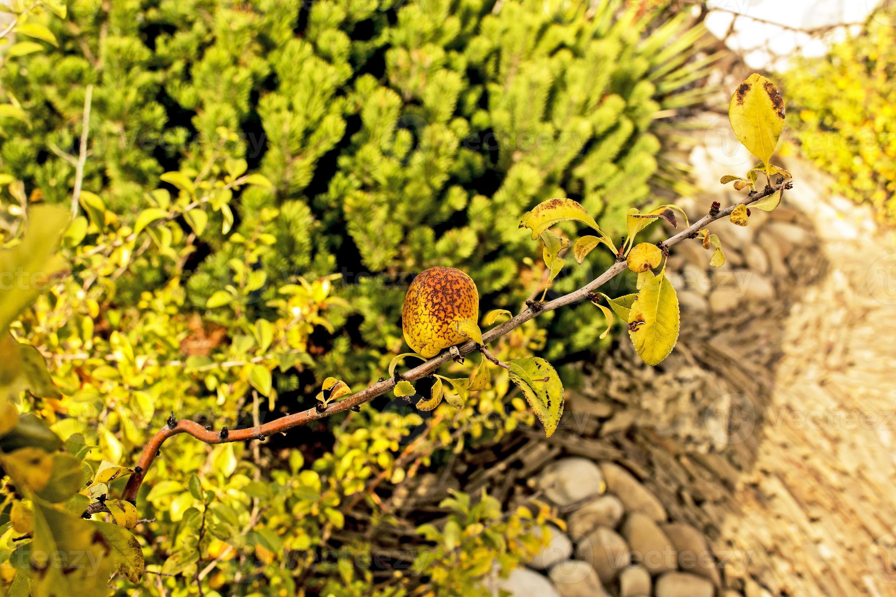 Wild quince. Ripe fruits of wildgrowing quince on the branches of a