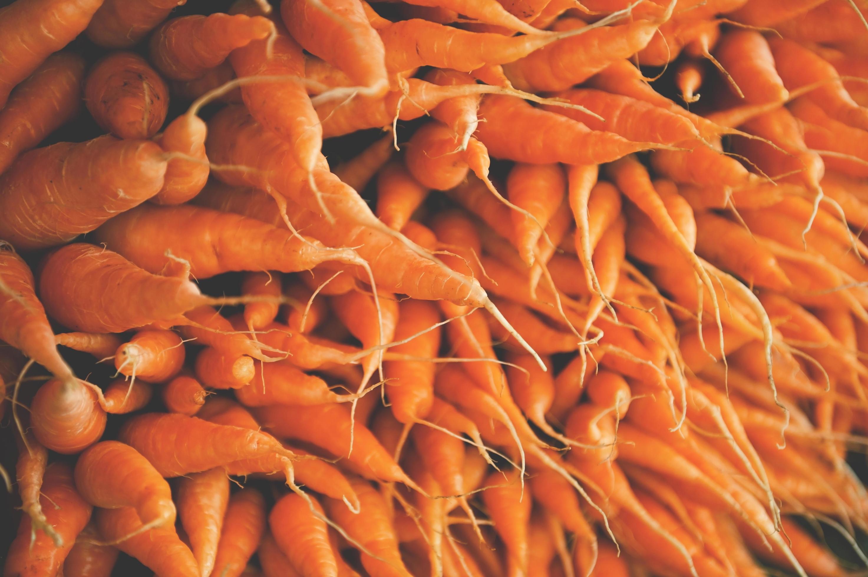 carrot texture background , fresh carrots growing in carrot field