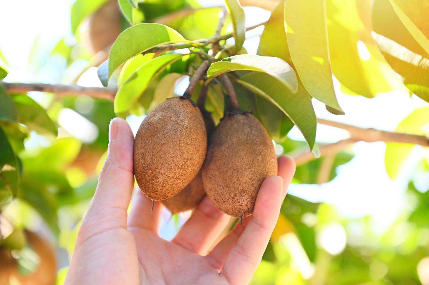 sapodilla fruit on the sapodilla tree plant on summer, sapodilla plum in the garden fruit in thailand photo