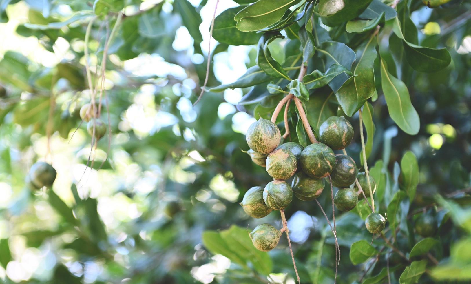 macadamia nuts on macadamia tree plant, fresh natural raw macadamia nuts in garden, planting macadamia nut fruit waiting for the harvest seeds photo