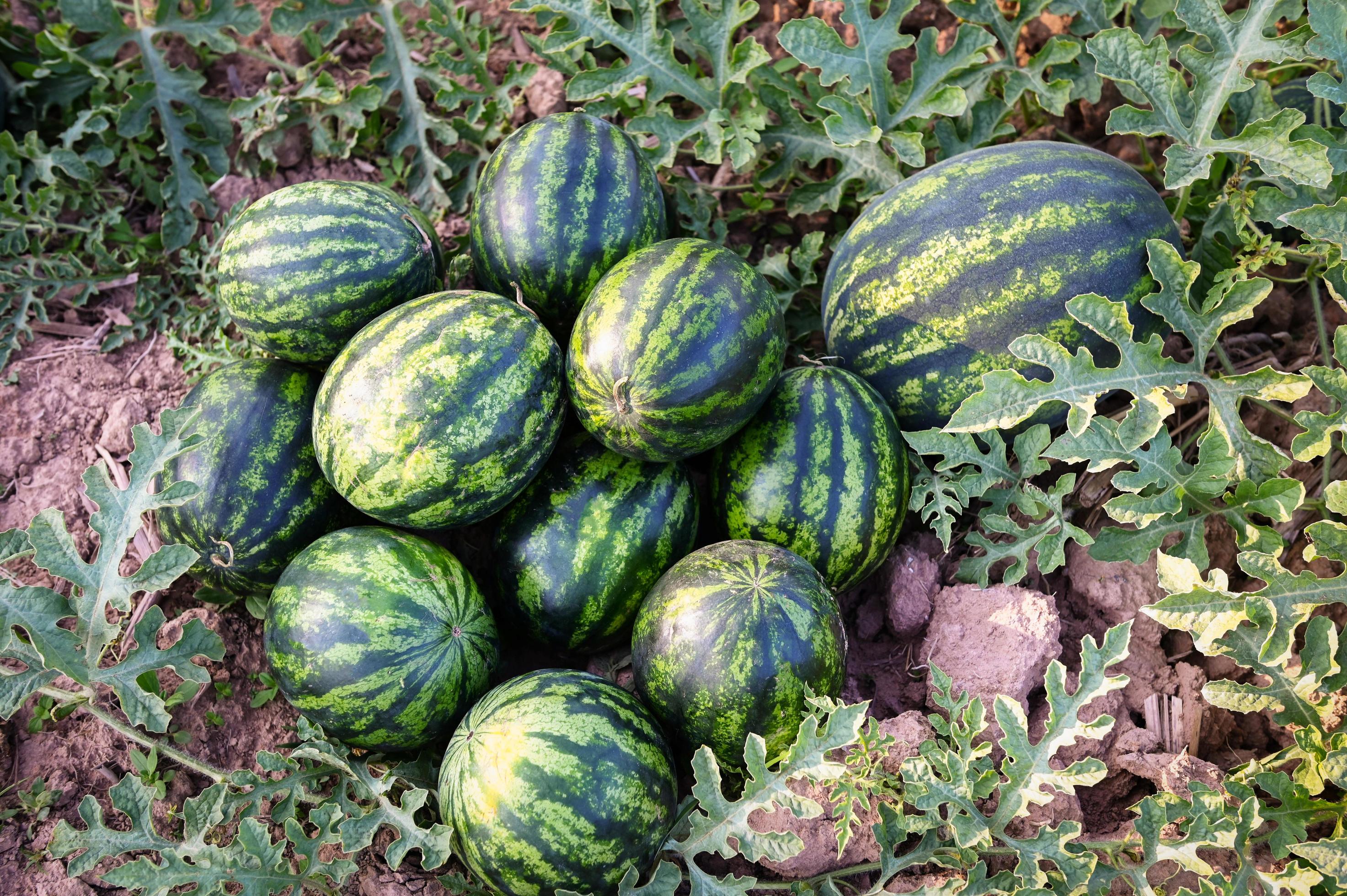 watermelon field with watermelon fruit fresh watermelon on ground