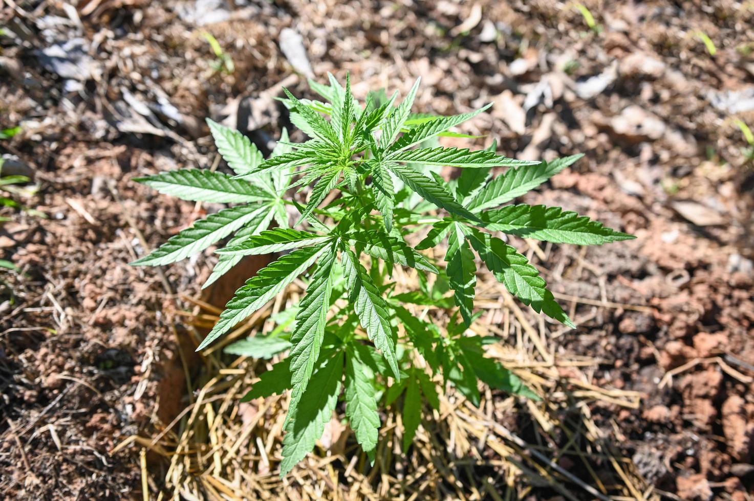 Marijuana leaves - cannabis plant tree growing in pot on nature green background, Hemp leaf for extract medical healthcare natural photo