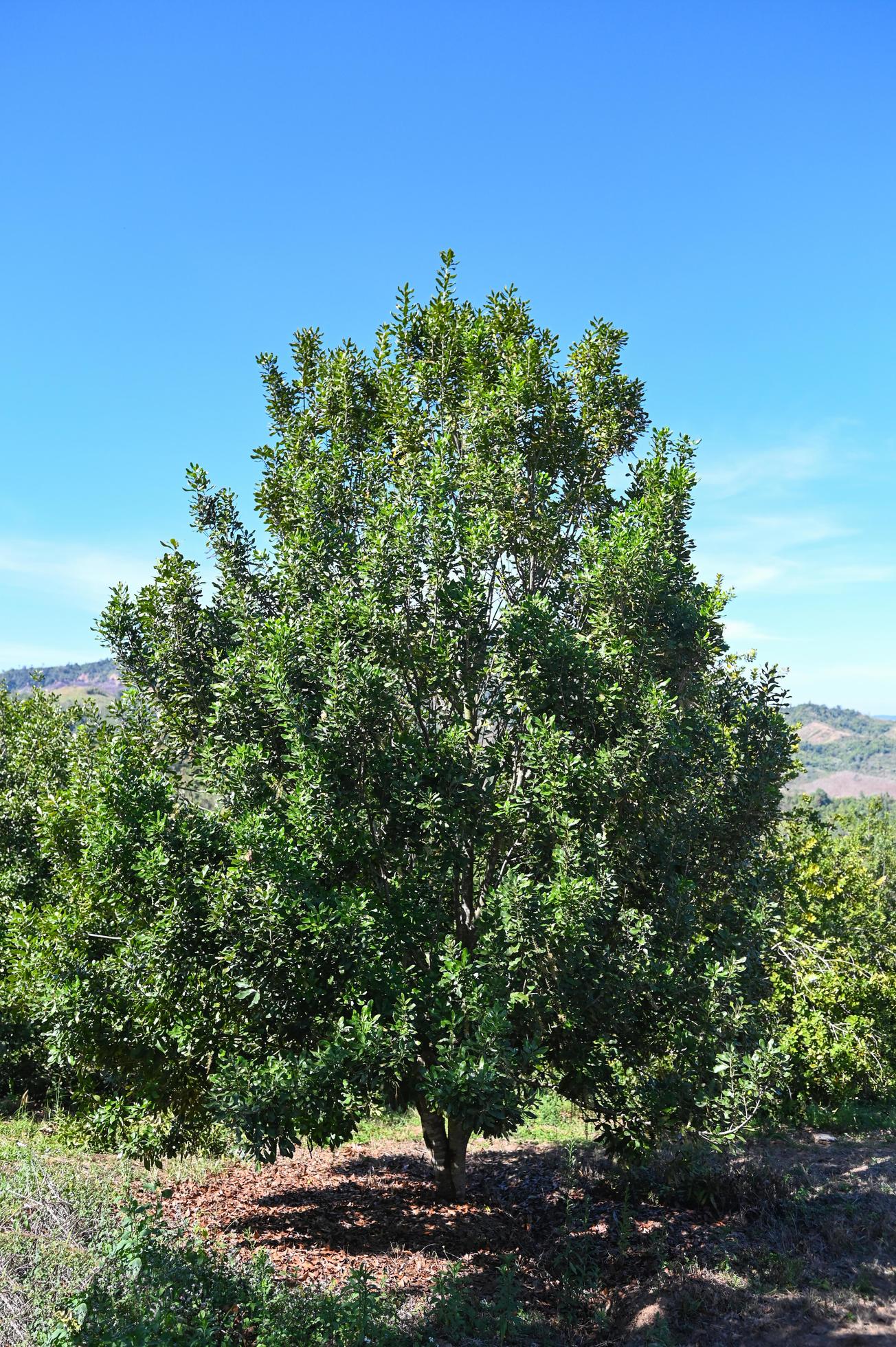macadamia tree plant, fresh natural raw macadamia nuts in garden