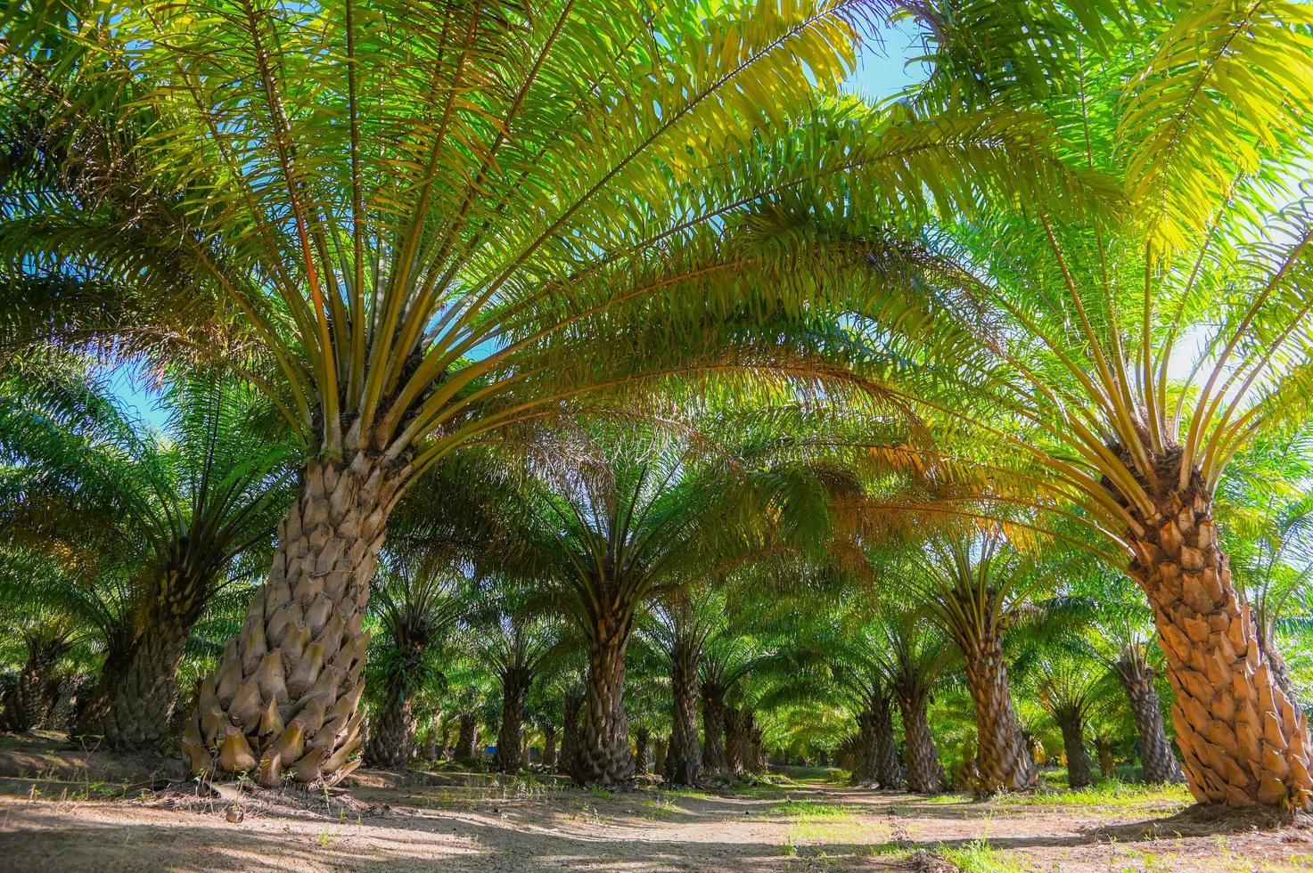 Palm tree in the palm garden with beautiful palm leaves nature and sunlight morning sun, palm oil plantation growing up farming for agriculture Asia photo