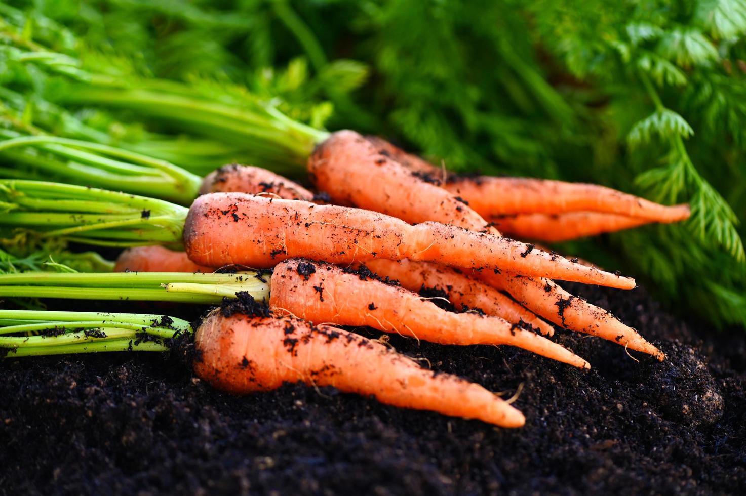 carrot on ground , fresh carrots growing in carrot field vegetable grows in the garden in the soil organic farm harvest agricultural product nature photo
