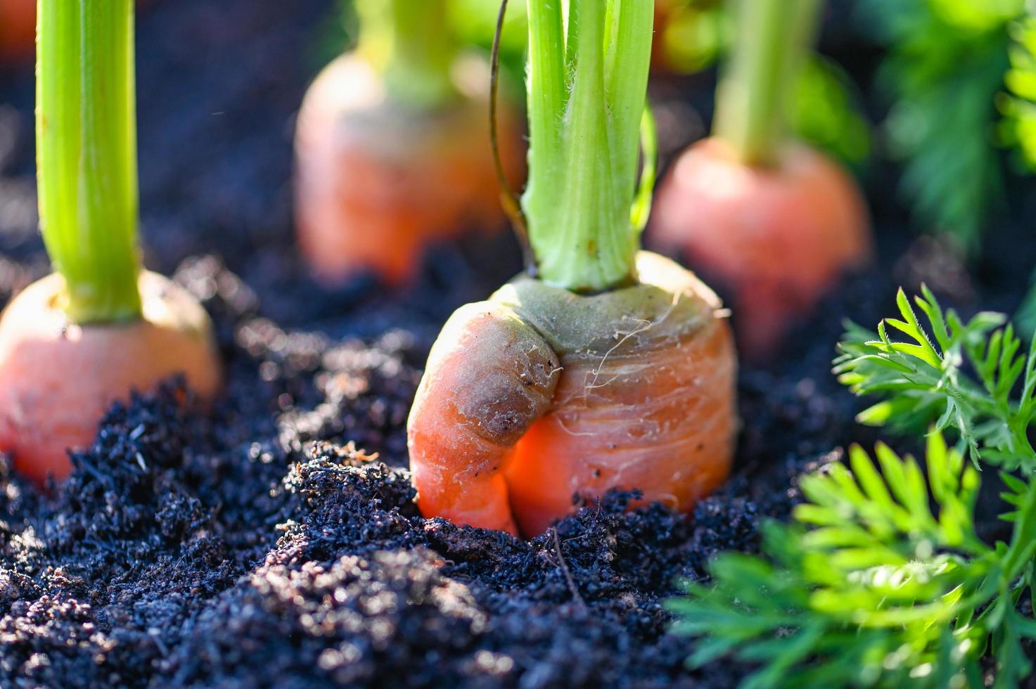 fresh carrots growing in carrot field vegetable grows in the garden, carrots growing in the soil organic farm carrot on ground , harvest agricultural product nature photo