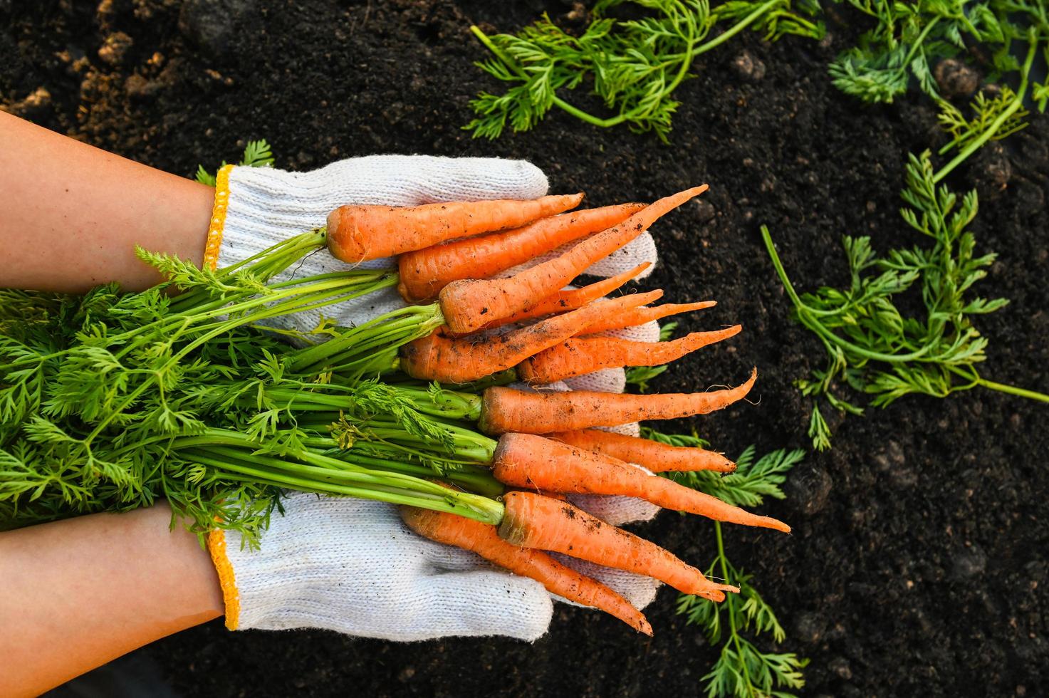 carrot on ground with hand holding, fresh carrots growing in carrot field vegetable grows in the garden in the soil organic farm harvest agricultural product nature photo