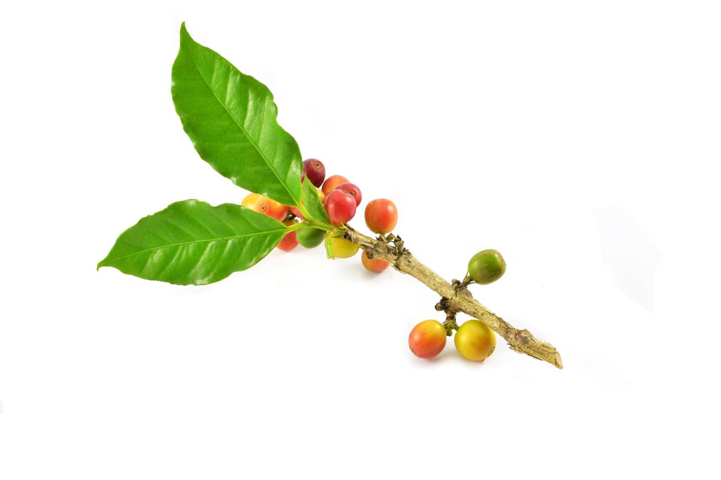 Fresh red green coffee beans and green leaf on branch isolated on white background photo