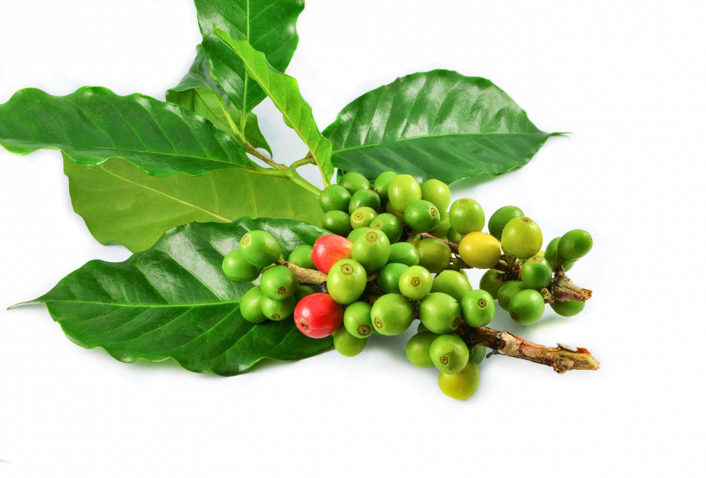 Fresh red green coffee beans and green leaf on branch isolated on white background photo