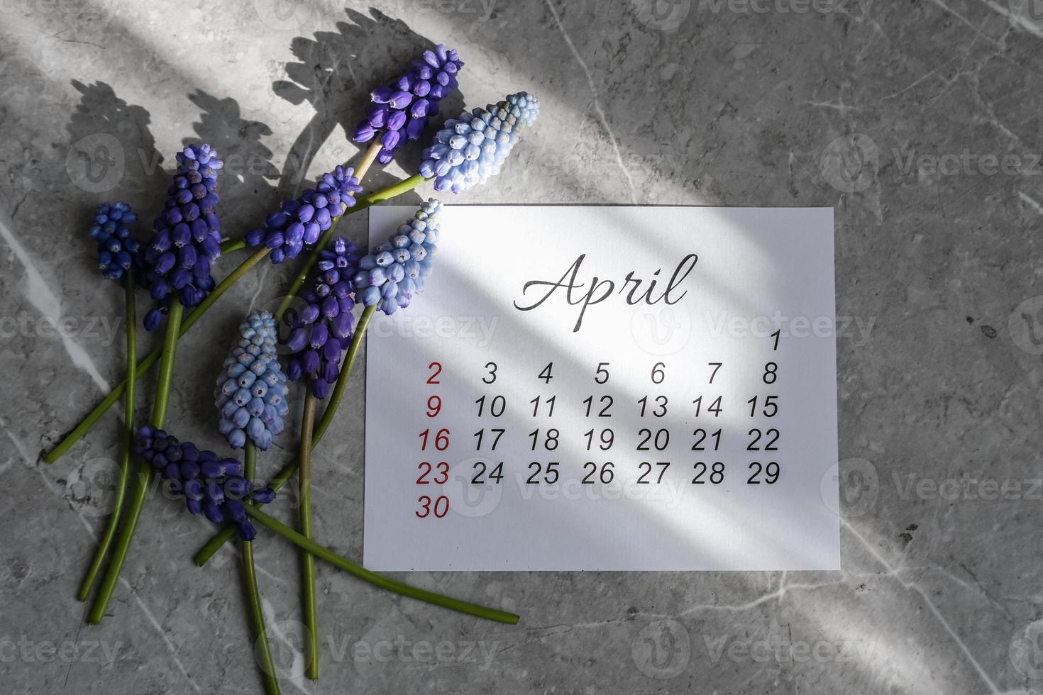 April calendar and spring flowers muscari in the spring sunshine photo