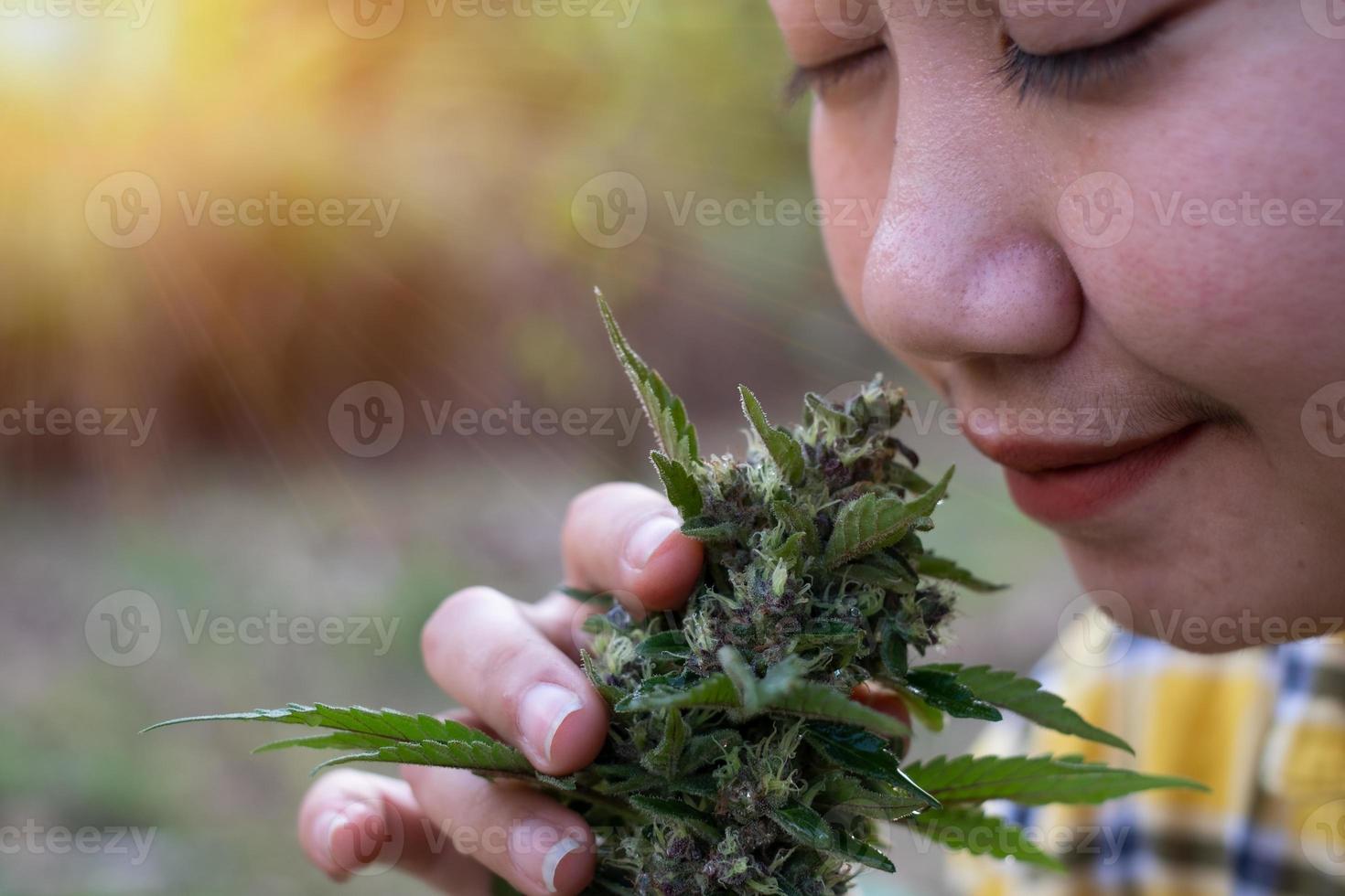 Asia woman smelling marijuana flower at the cannabis plantation photo