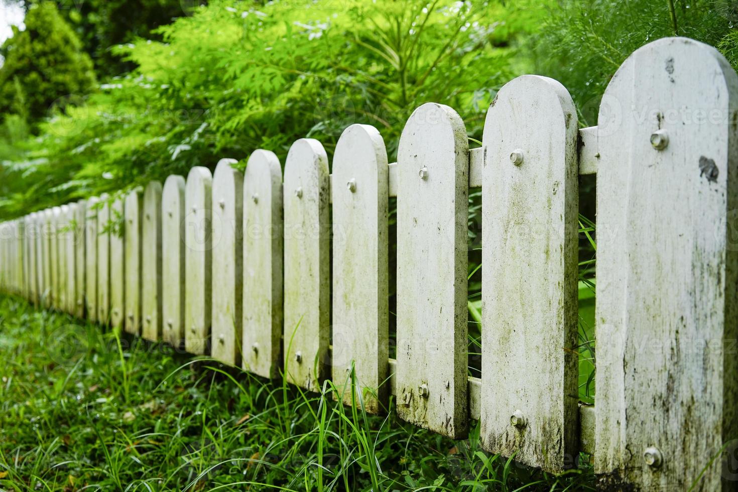 white fences in the garden photo