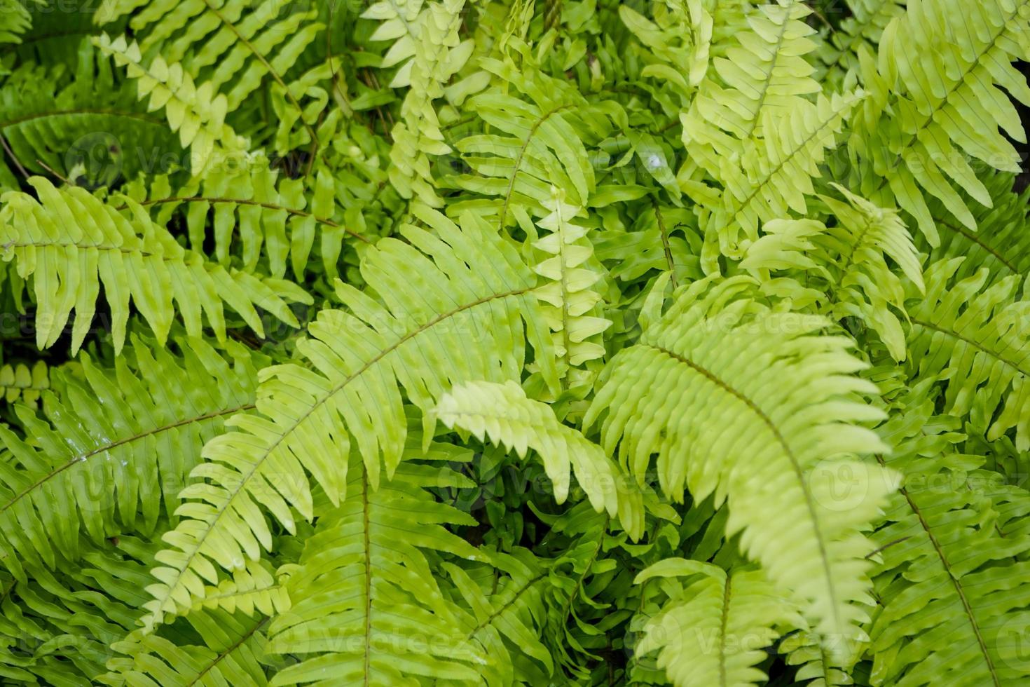 tropical plant in asia ornament tree photo
