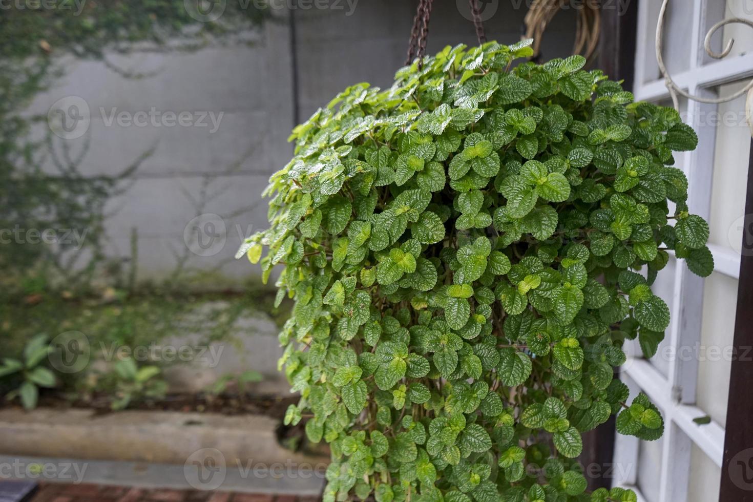 tropical plant in asia ornament tree photo