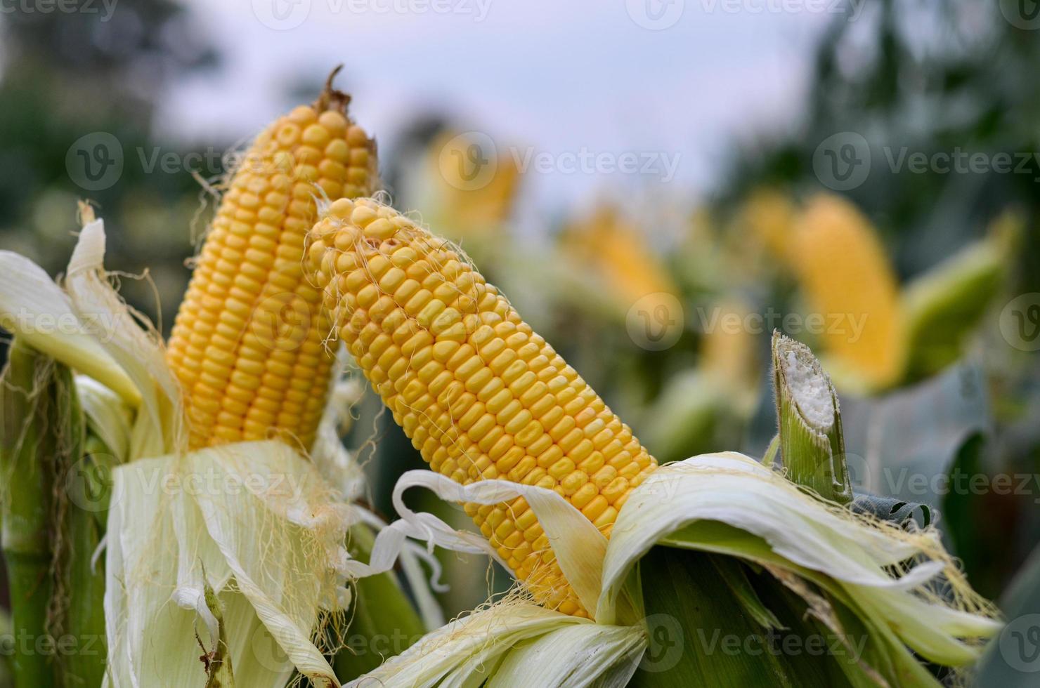 beautiful yellow sweet corn with macro and close up view photo