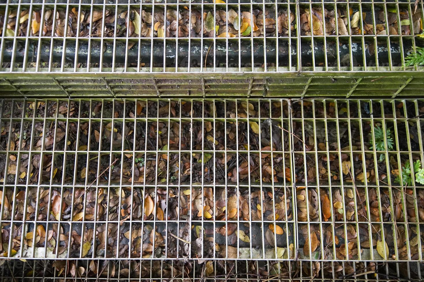 iron ladders stairs have dry leafs in the garden photo