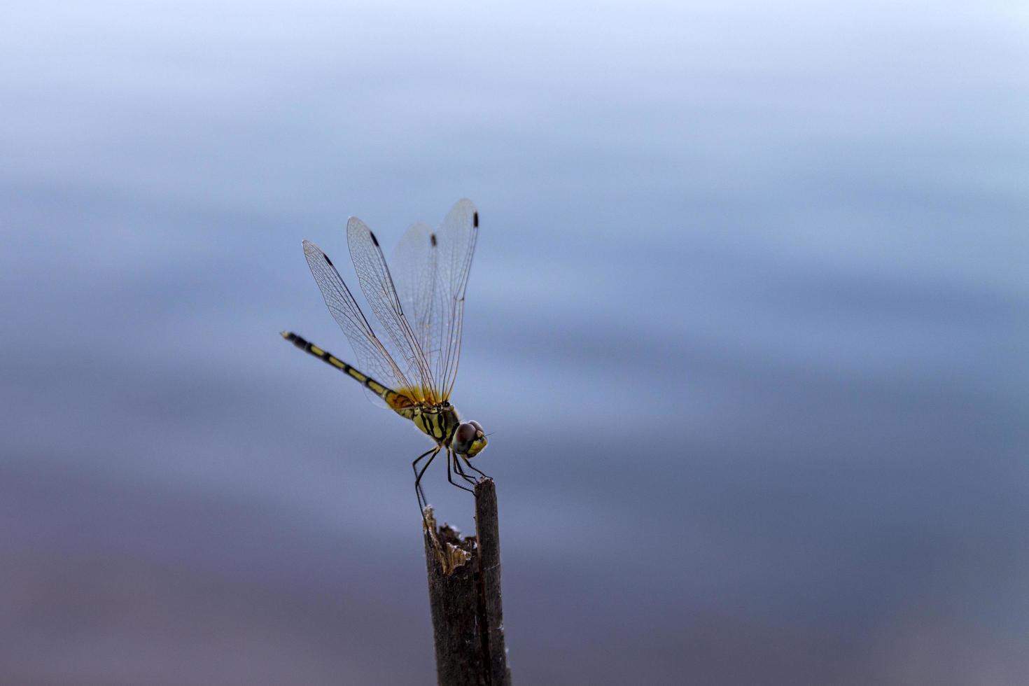 A dragonfly clings to a branch by the river. photo
