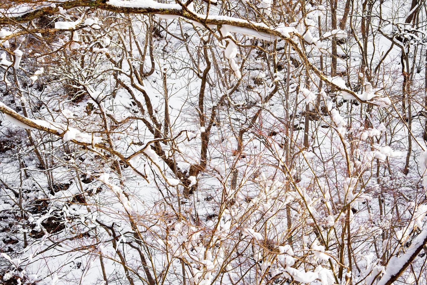 snow-covered branches On the mountain were very snowy. photo