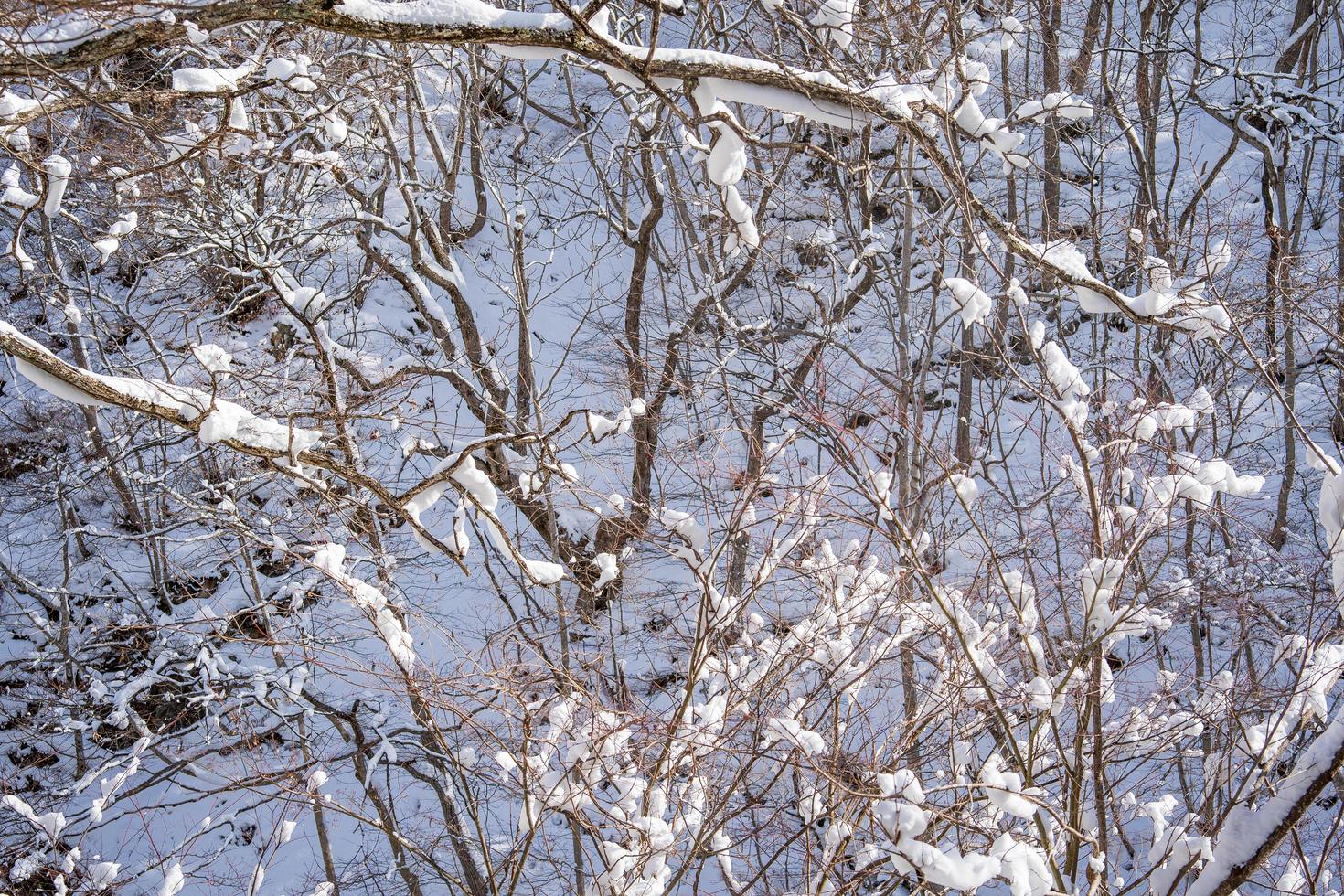 snow-covered branches On the mountain were very snowy. photo
