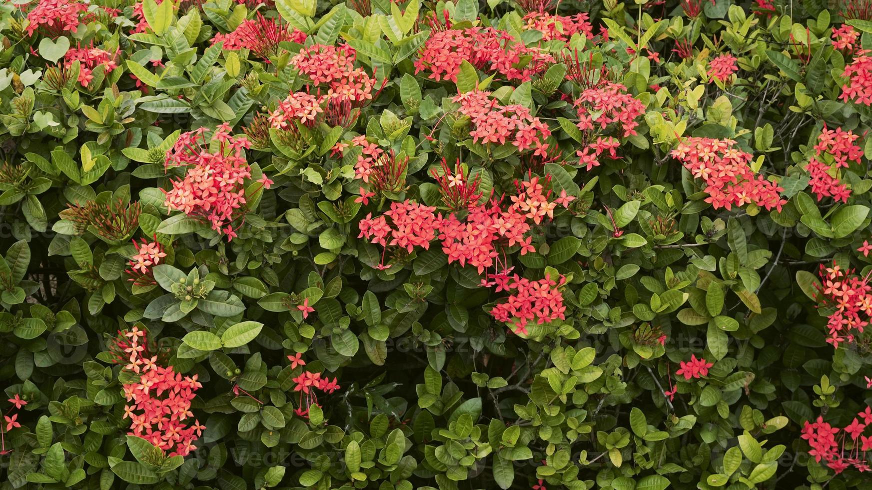 un jardín lleno de flores rojas que florecen en primavera. king ixora o conocida como ixora chinensis, flor de rubiaceae, flor de ixora o ixora coccinea. foto