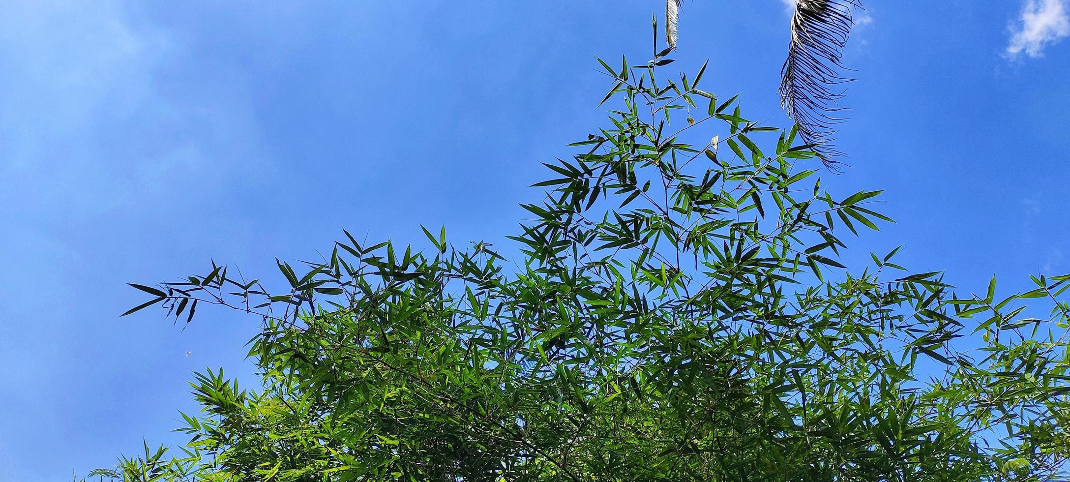 Beautiful landscape of bamboo forest with bright blue sky as background. Negative space photo