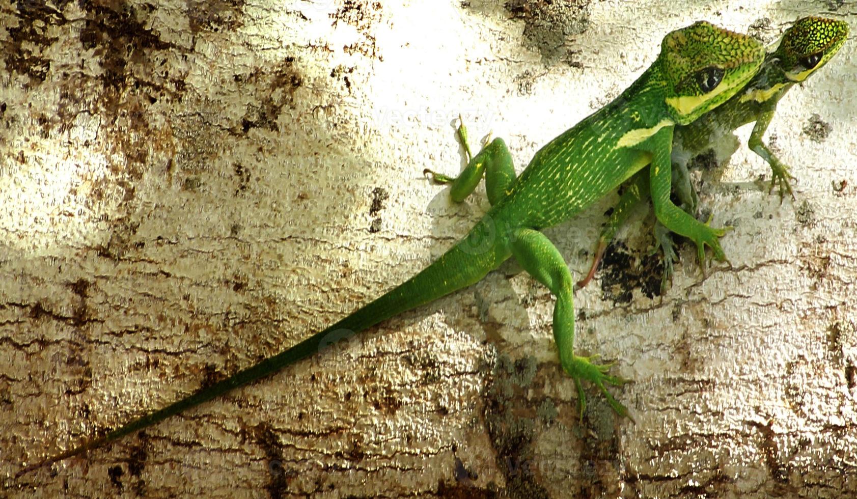 Las iguanas son un género de lagartijas que viven en los trópicos de América Central, América del Sur y las islas del Caribe. estos lagartos fueron descritos por primera vez por un zoólogo austríaco, papel tapiz macro, iguana foto