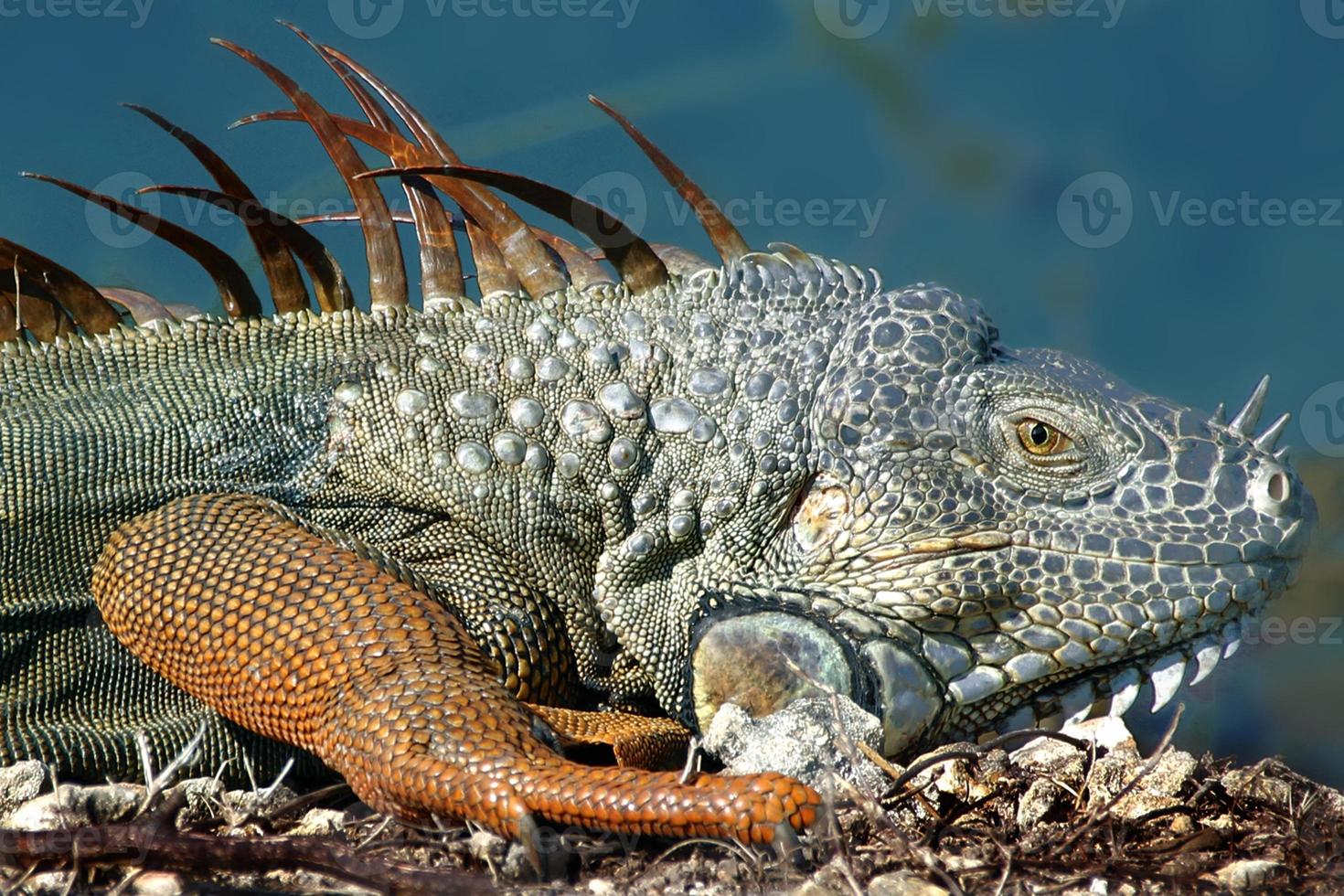 Iguanas are a genus of lizards that live in the tropics of Central America, South America and the Caribbean islands. These lizards were first described by an Austrian zoologist ,macro wallpaper,iguana photo