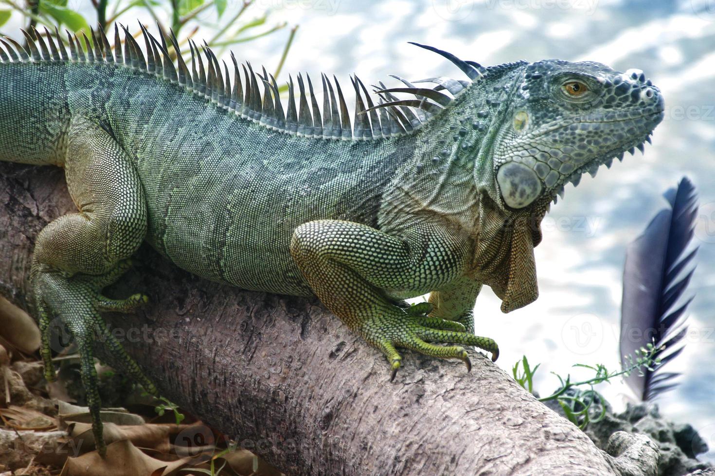 Las iguanas son un género de lagartijas que viven en los trópicos de América Central, América del Sur y las islas del Caribe. estos lagartos fueron descritos por primera vez por un zoólogo austríaco, papel tapiz macro, iguana foto