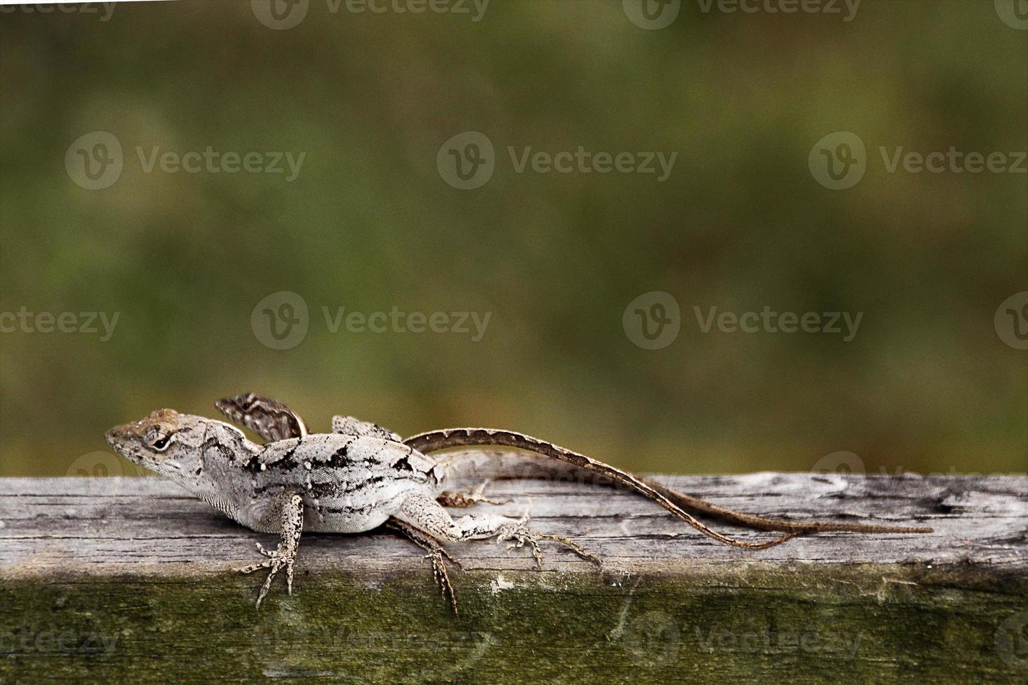 Iguanas are a genus of lizards that live in the tropics of Central America, South America and the Caribbean islands. These lizards were first described by an Austrian zoologist ,macro wallpaper,iguana photo