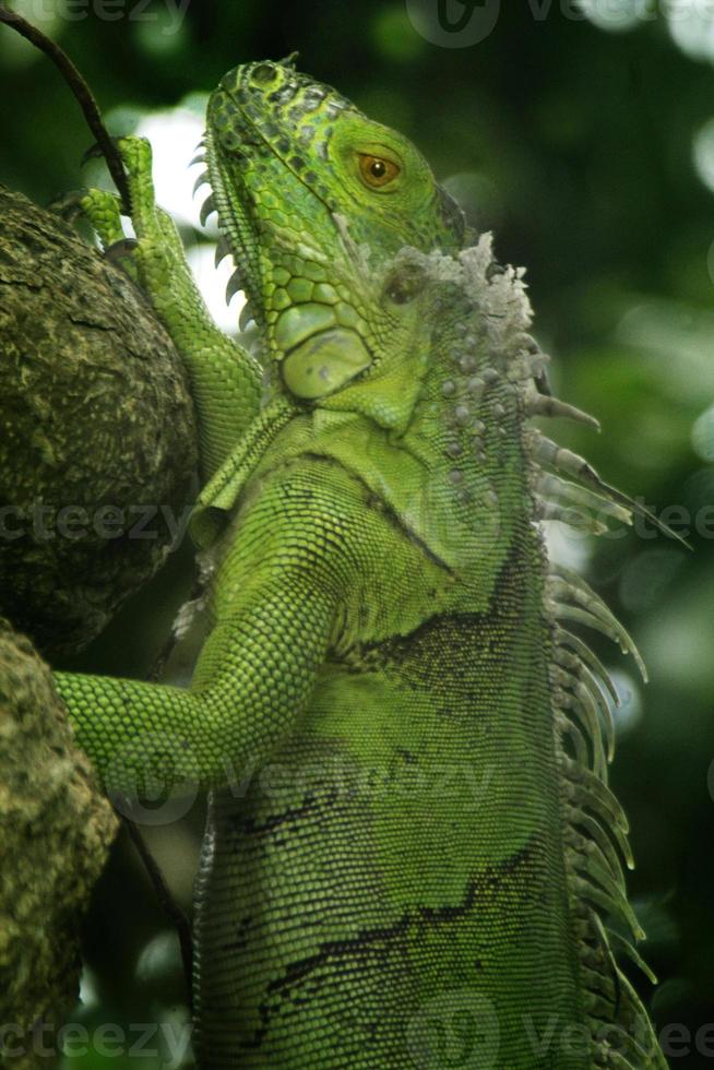 Iguanas are a genus of lizards that live in the tropics of Central America, South America and the Caribbean islands. These lizards were first described by an Austrian zoologist ,macro wallpaper,iguana photo