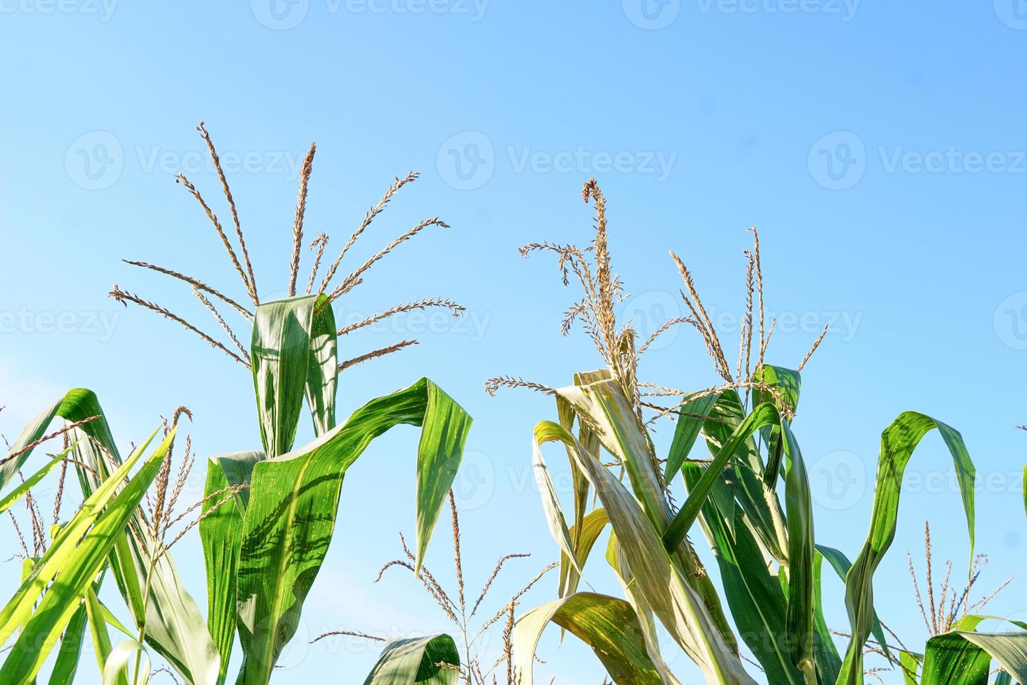 organic corn field one of the economic crops of Thailand. soft and selective focus. photo