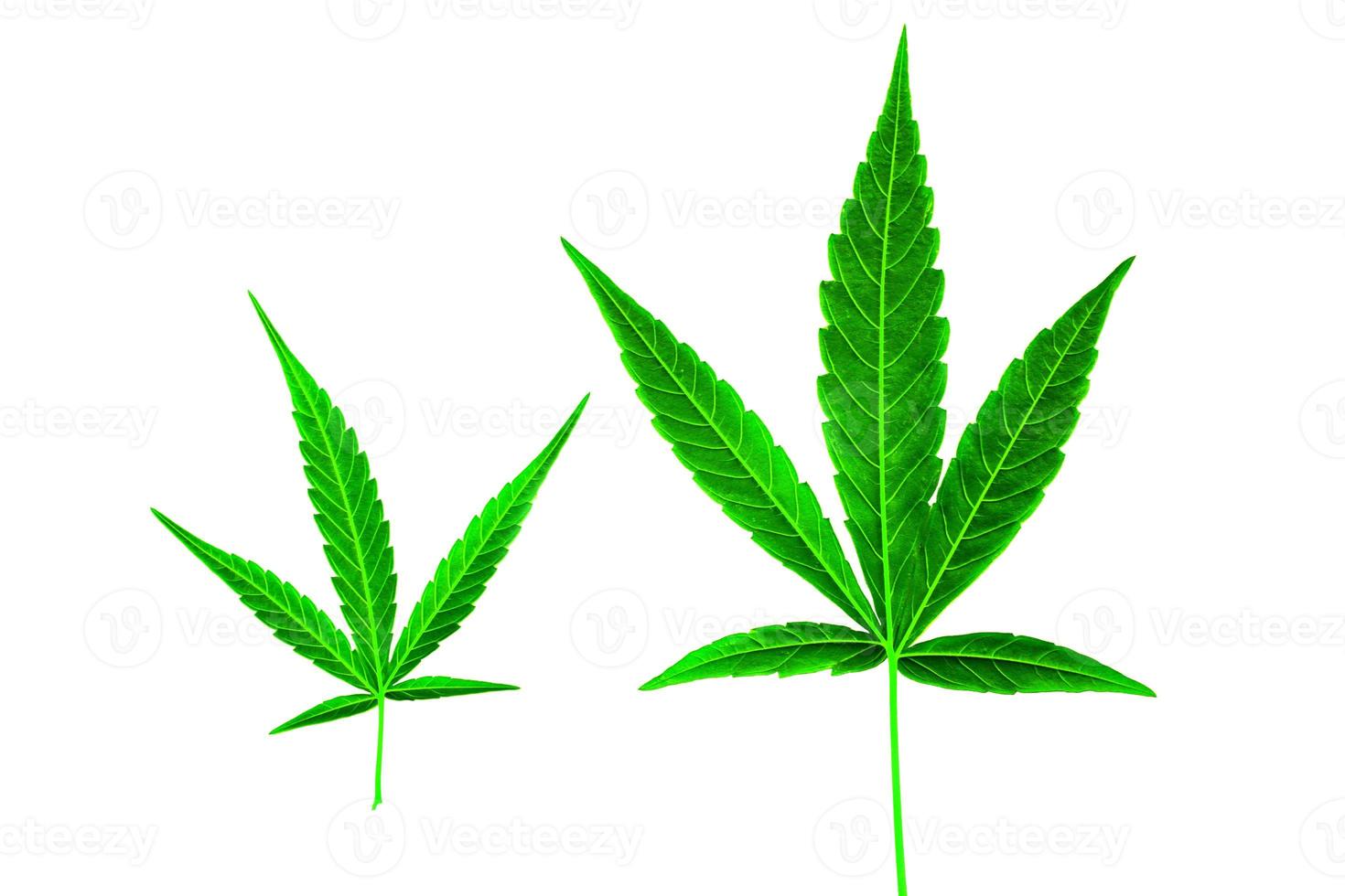 isolated behind the cannabis leaf on white background. Soft and selective focus. photo