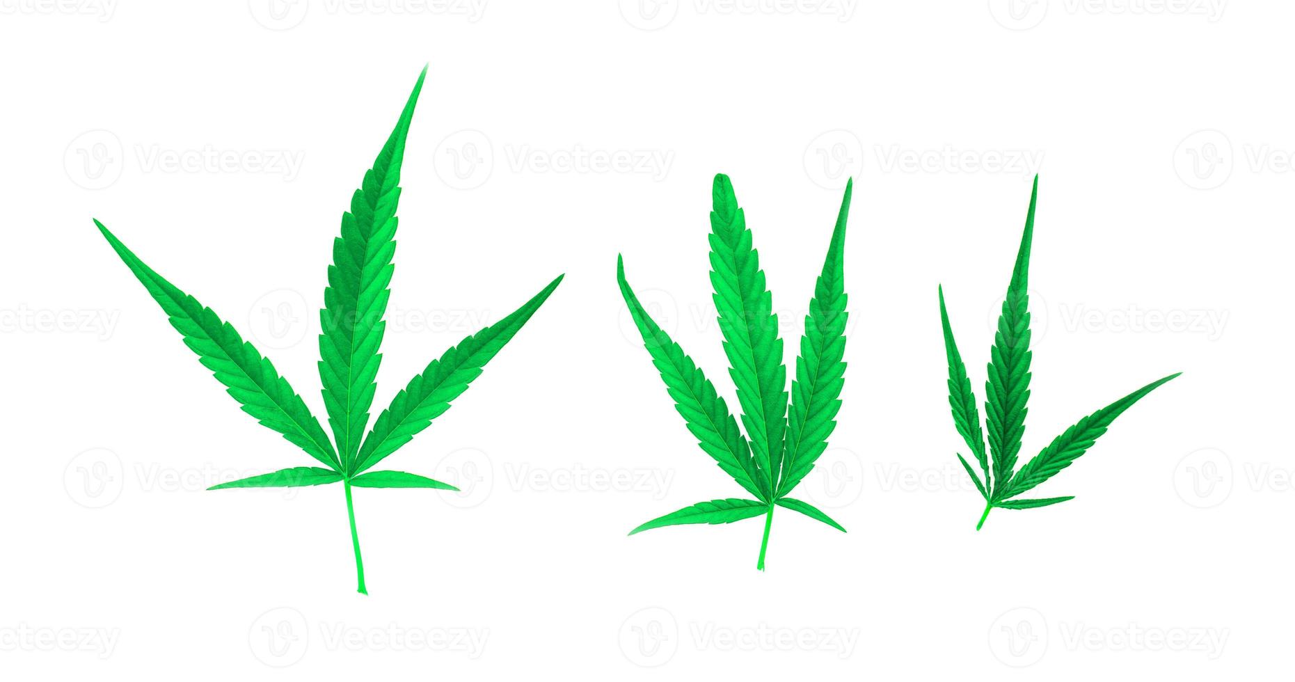 isolated Marijuana leaves of 3 sizes on white background. Soft and selective focus. photo