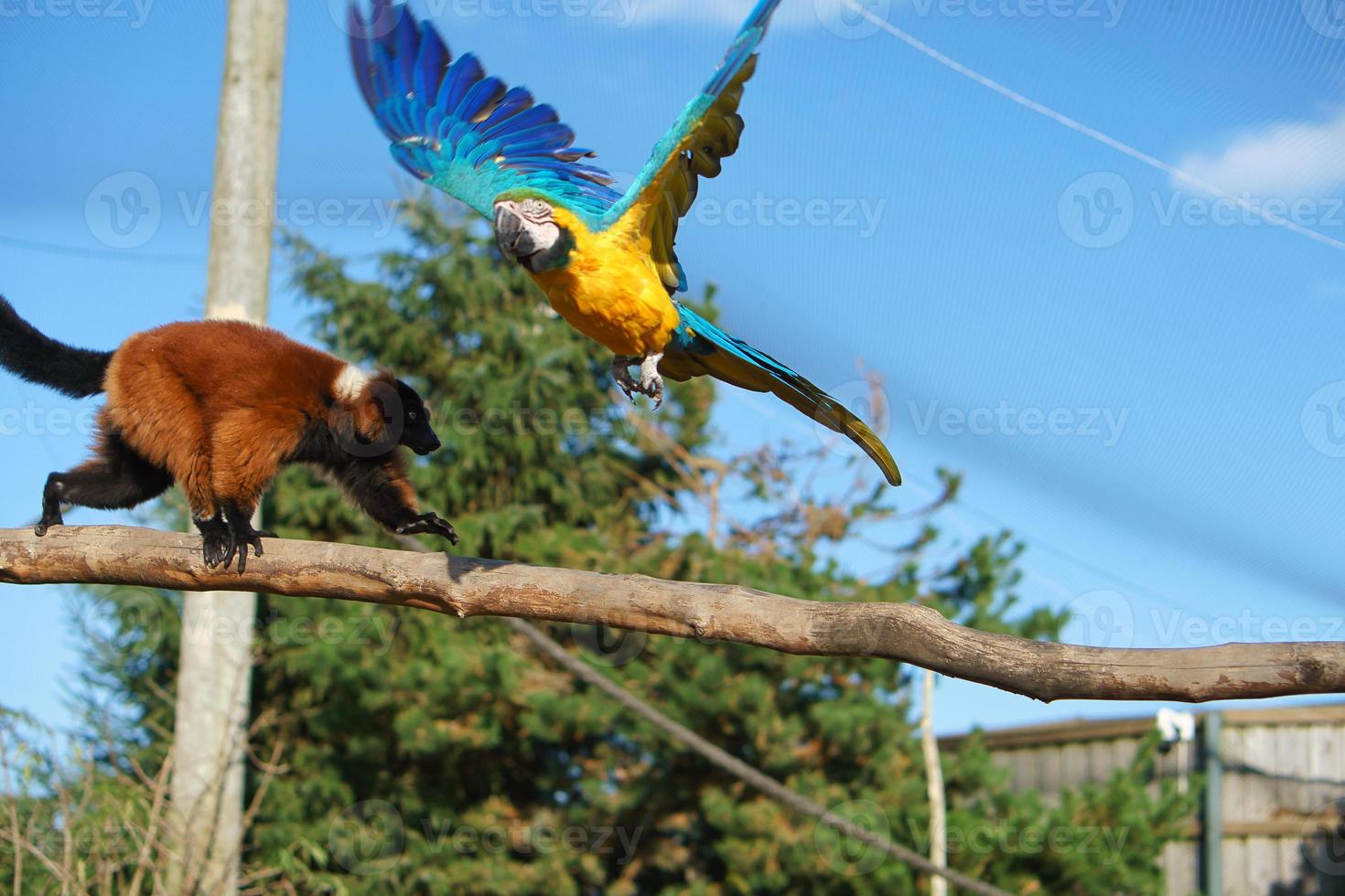 guacamayo amarillo vuela sobre un mono macaco en una rama. foto graciosa