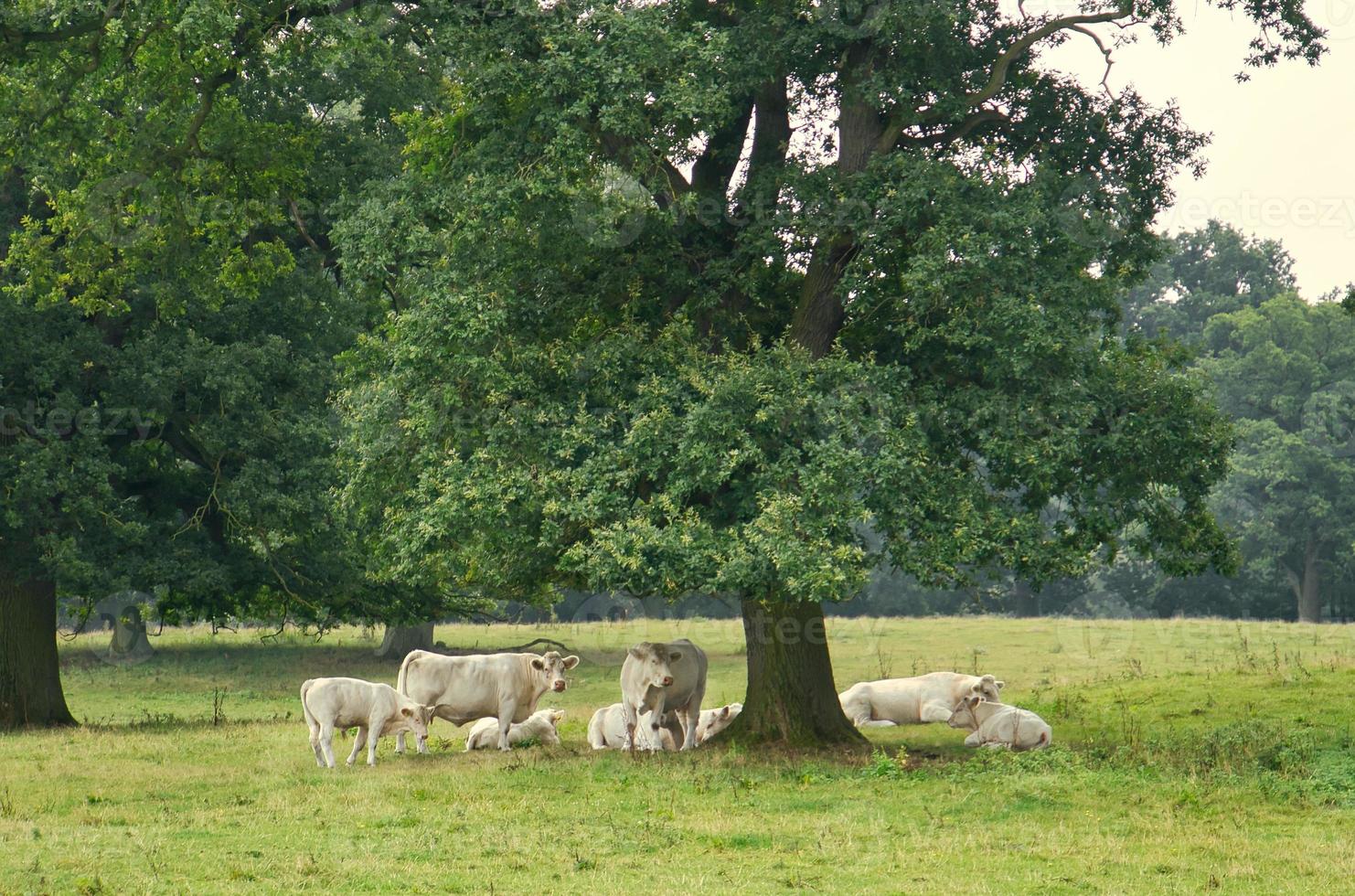 White cattle on the meadow under a tree. Farm animal for meat production photo