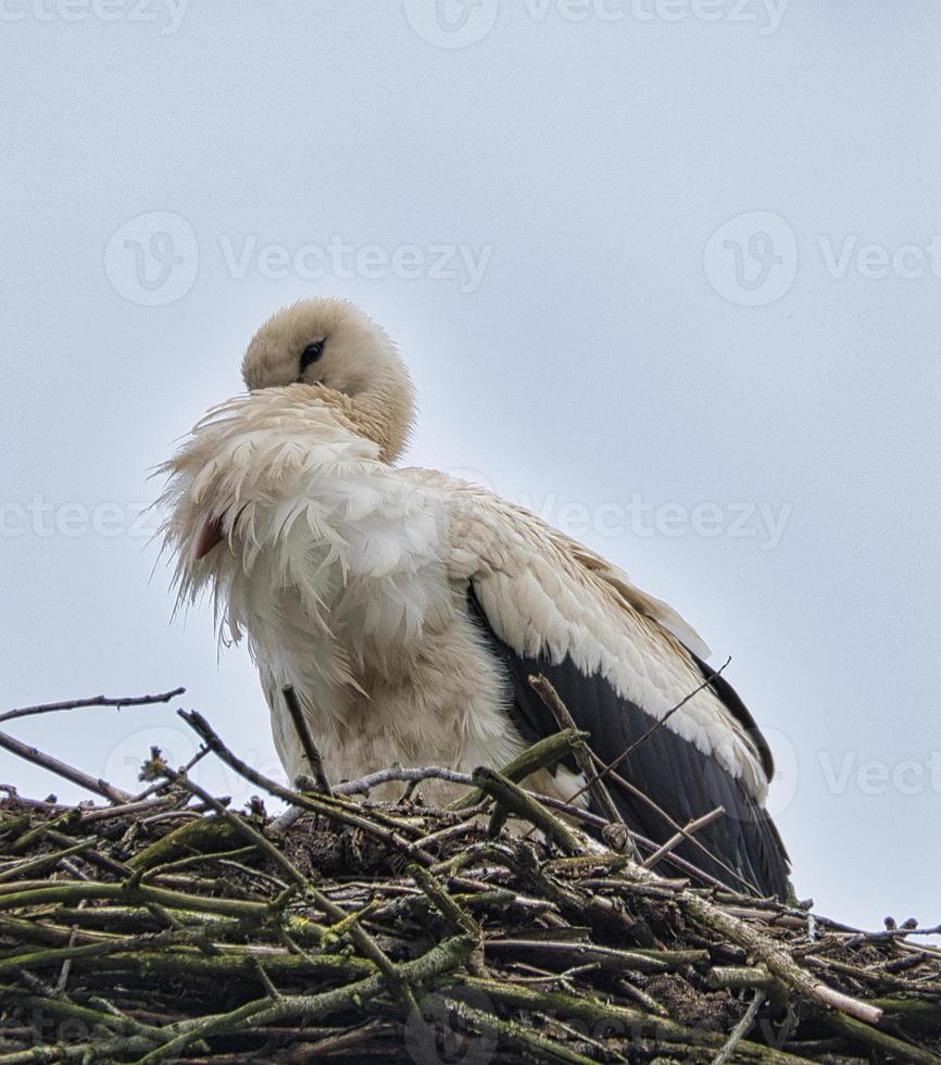 White stork at nesting site. Bird of the Year 1994 in Germany. Wildlife photo