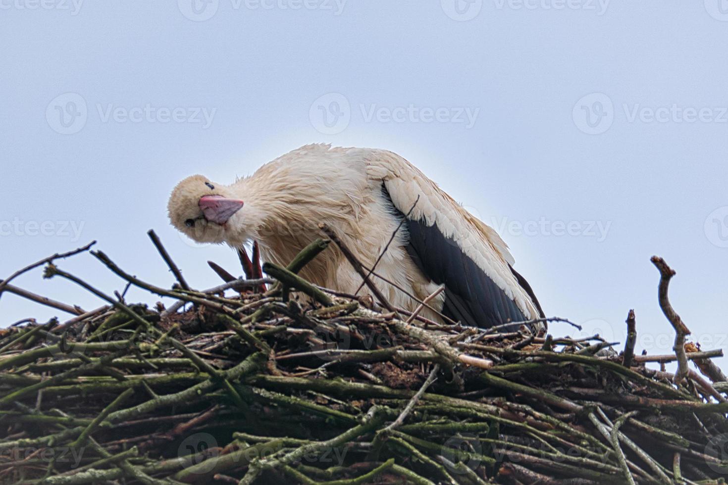 White stork at nesting site. Bird of the Year 1994 in Germany. Wildlife photo