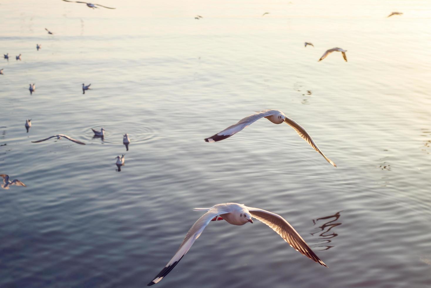 gaviotas volando en el mar al atardecer foto