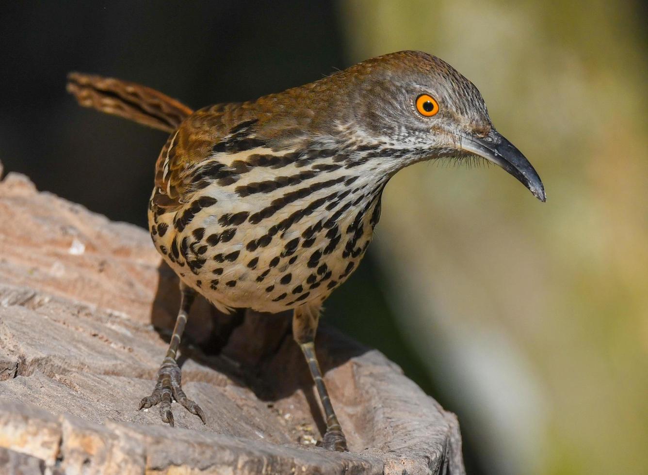Long Billed Trasher photo
