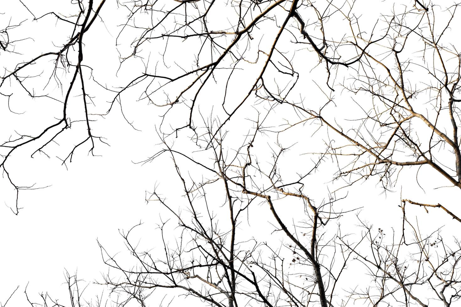 Tree branches on a white background photo