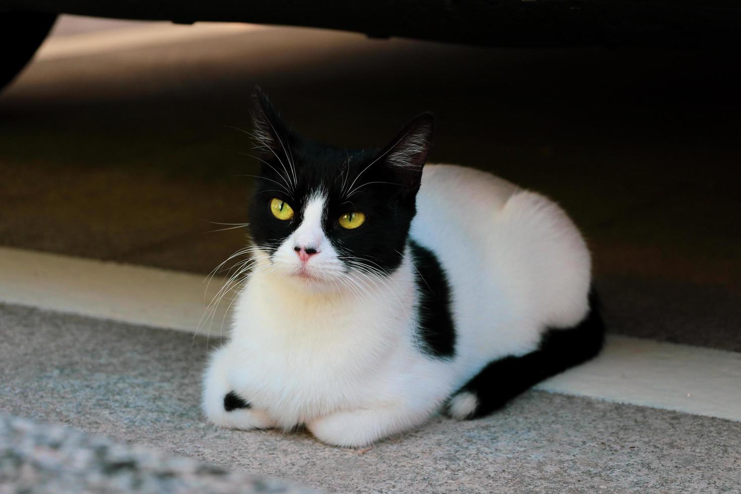 Cute cat portrait.Beautiful stray cat with green eyes is looking at the camera. Adopt a pet. photo