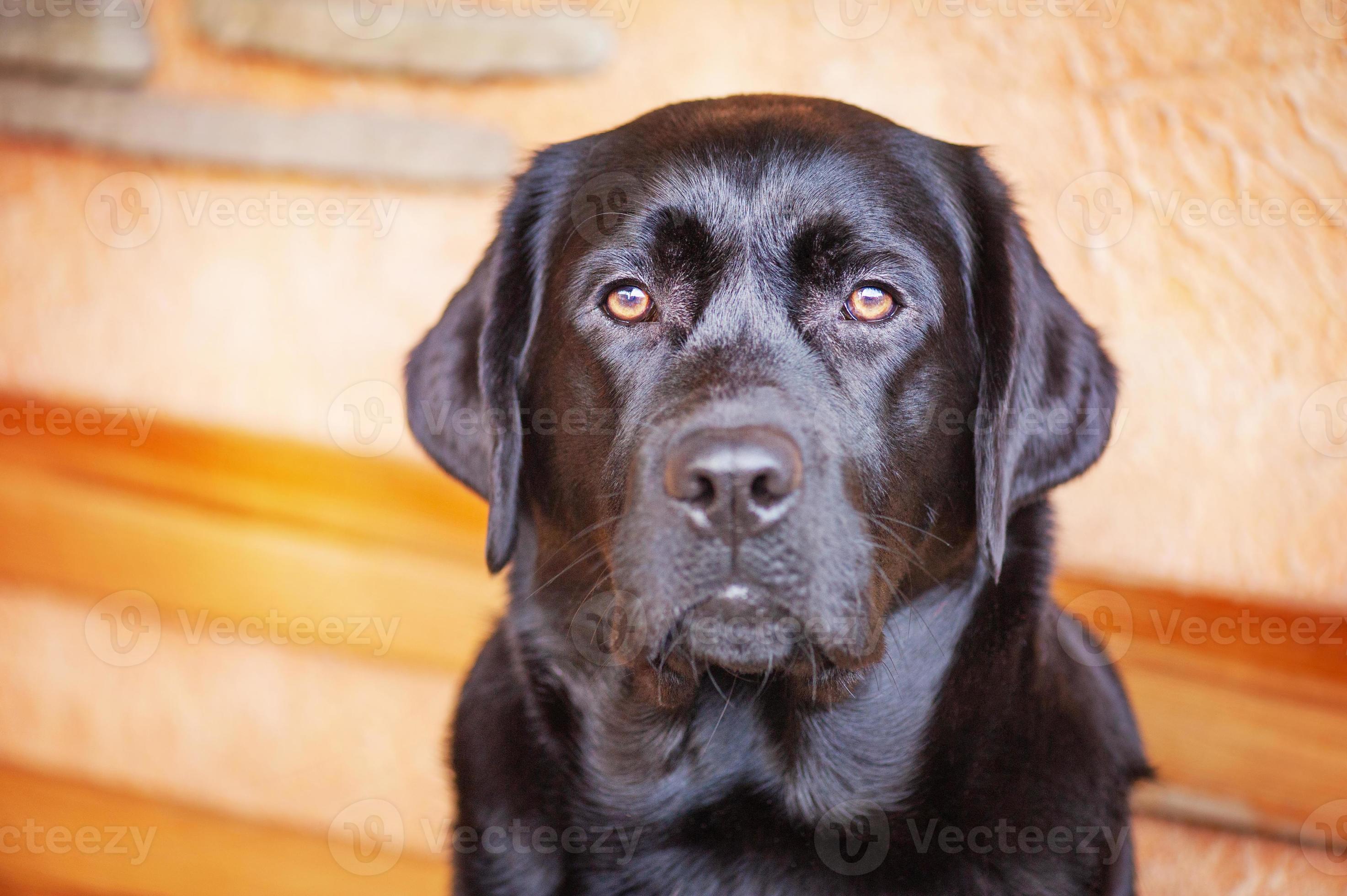 The dog is a black Labrador retriever. A young dog on a beige