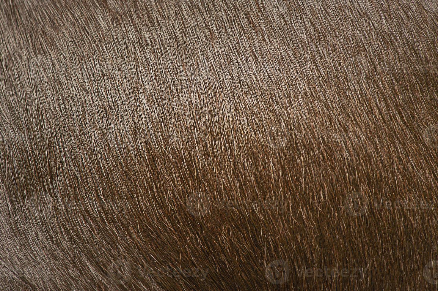 The fur of the dog is black as a macro background. Shiny Chihuahua fur. photo