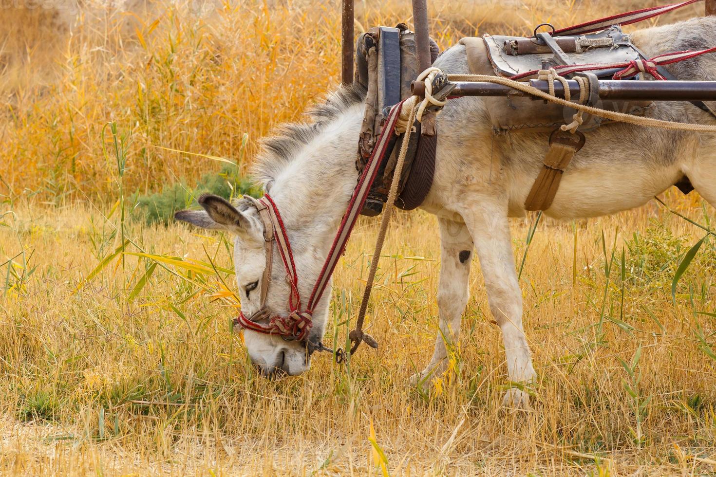 The donkey stands and eats dry grass in the meadow. Donkey close-up. photo