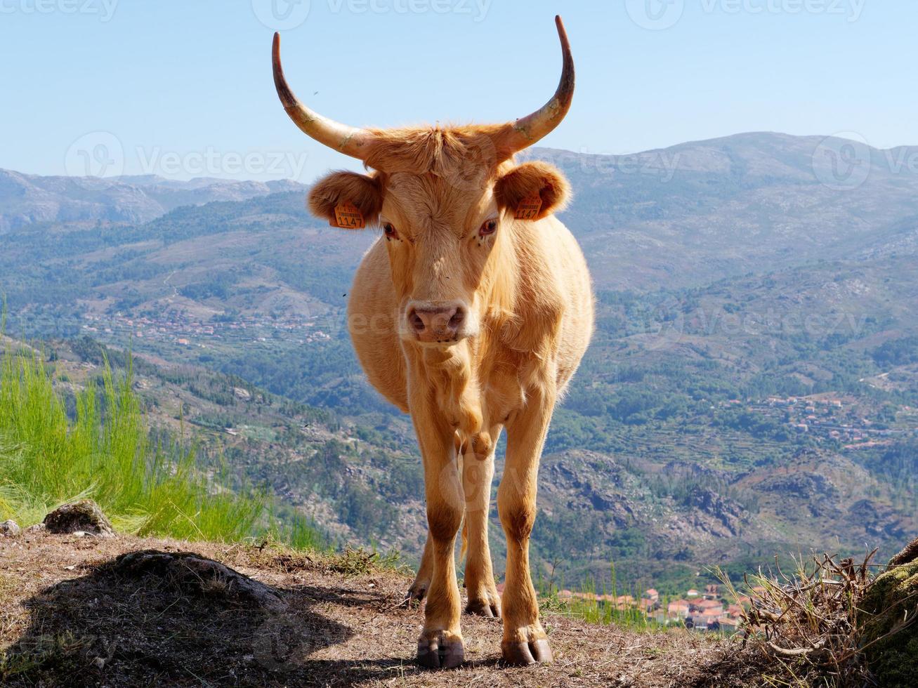 retrato de una vaca beige al lado de la carretera. ganado con un valle al fondo. animales foto