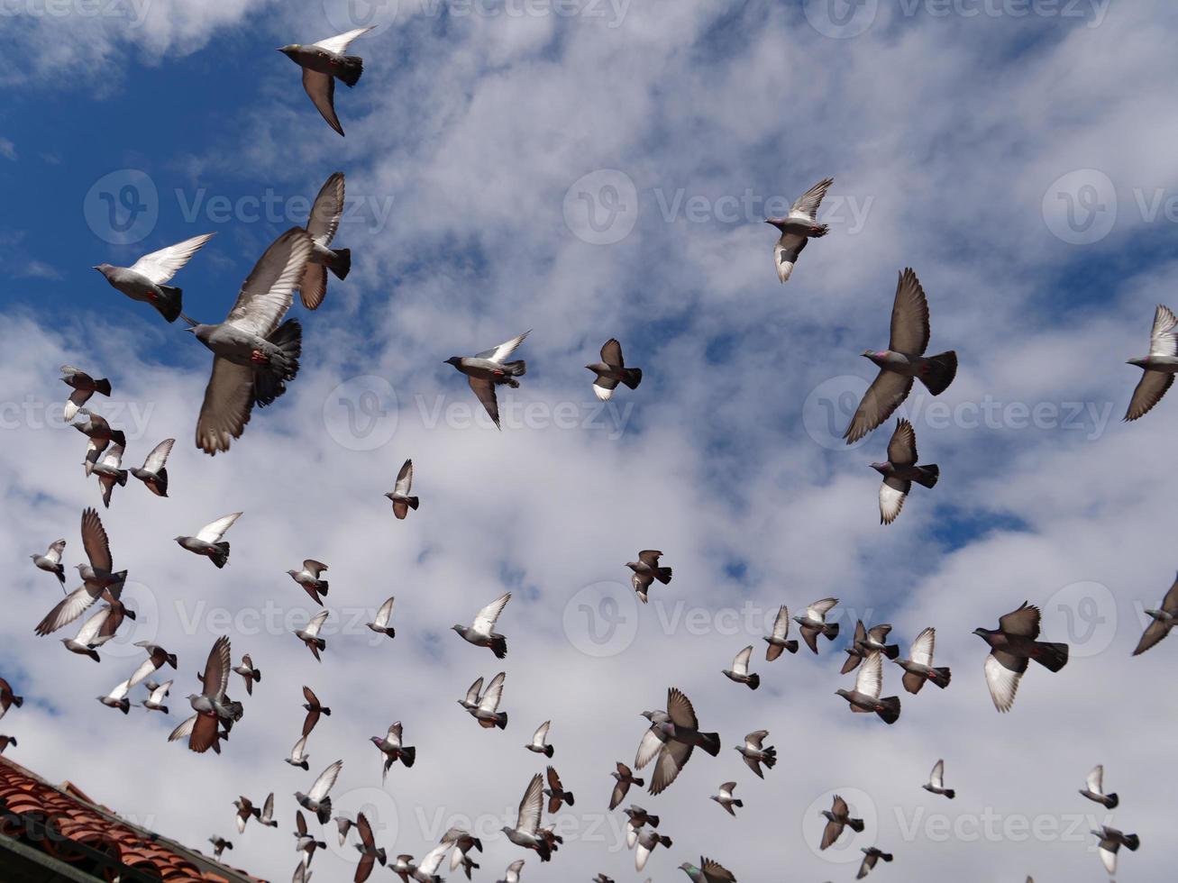 Pigeons flying around. Blue sky with clouds. Birds in the city. photo