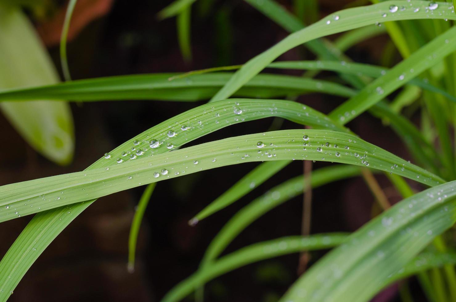 Dew Drops on Rice Leaves for Natural Concept Background photo