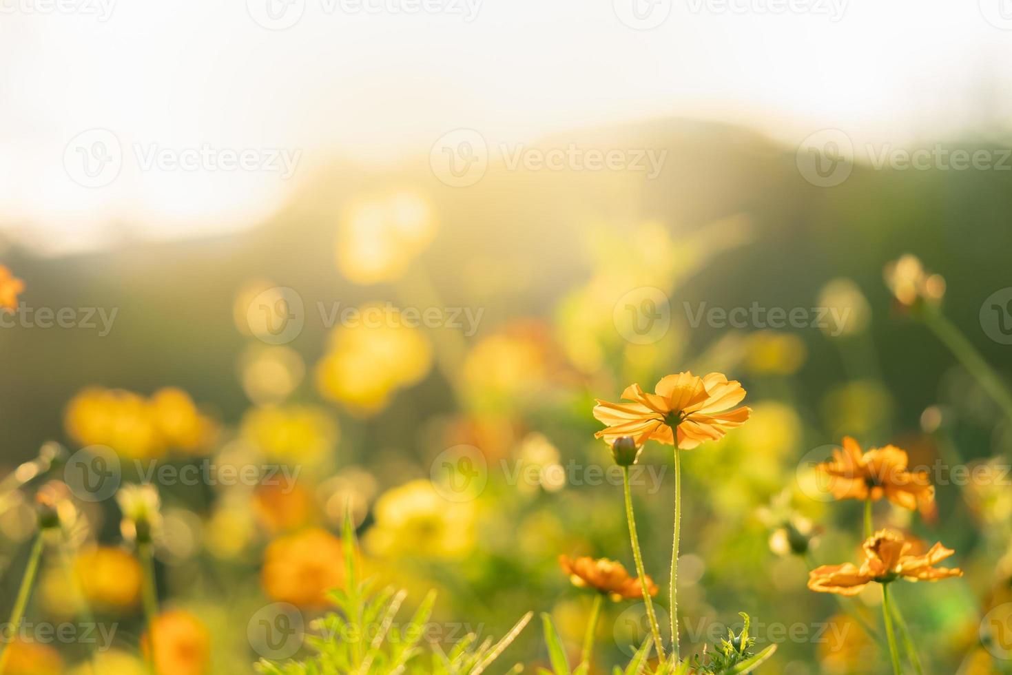 Closeup of yellow Cosmos flower under sunlight with copy space using as background natural green plants landscape, ecology wallpaper cover page concept. photo