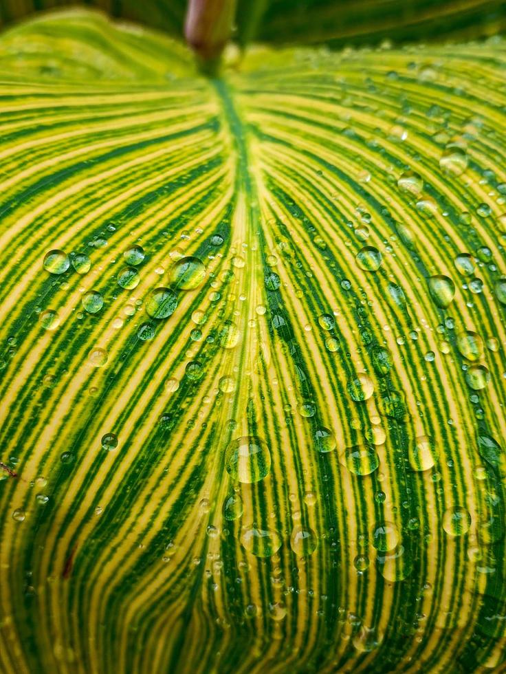 the leaves are green and yellow and there is water that looks very cool photo